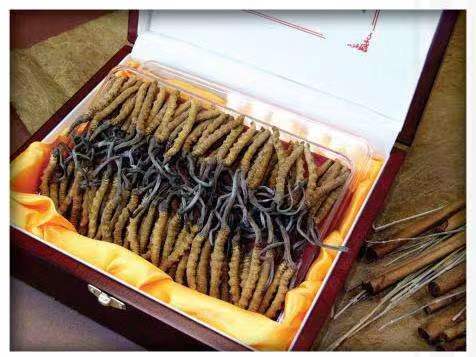 回民冬虫夏草回收